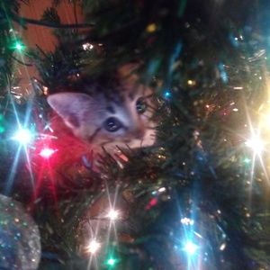 Meet your Posher, Devon